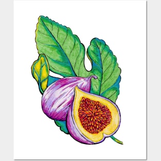 Fig Vintage Botanical Illustration Posters and Art